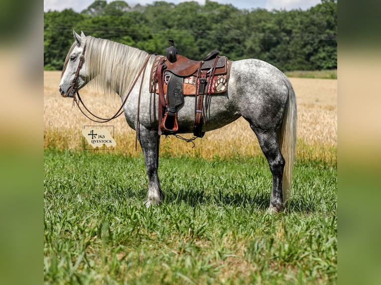 Trekpaard Mix Merrie 4 Jaar 163 cm Appelschimmel in Santa Fe, TN