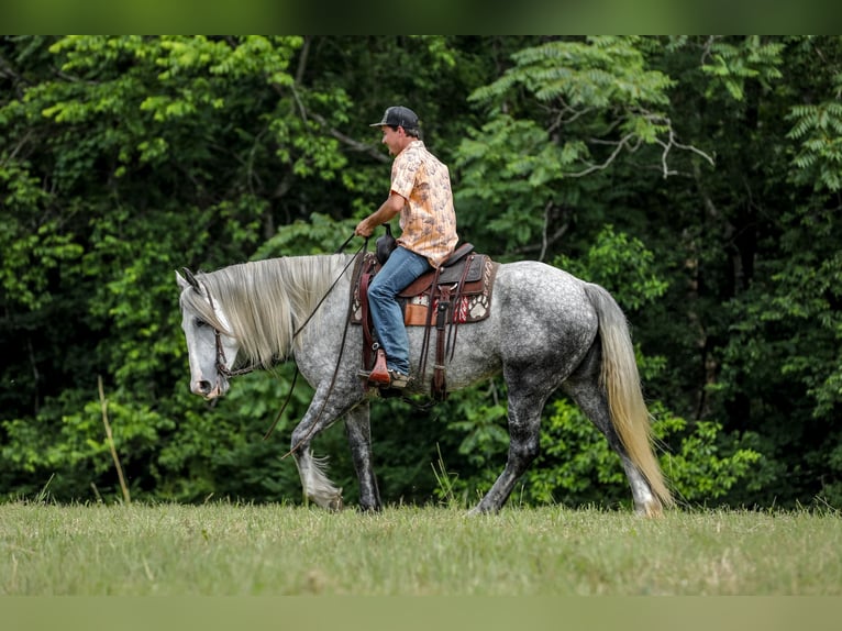 Trekpaard Mix Merrie 4 Jaar 163 cm Appelschimmel in Santa Fe, TN