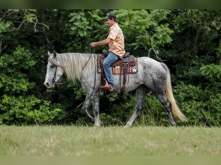 Trekpaard Mix Merrie 4 Jaar 163 cm Appelschimmel in Santa Fe, TN