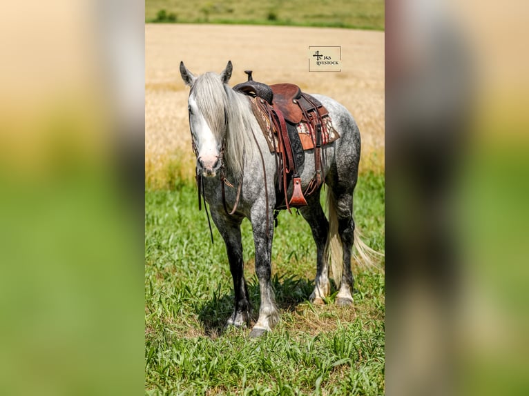 Trekpaard Mix Merrie 4 Jaar 163 cm Appelschimmel in Santa Fe, TN