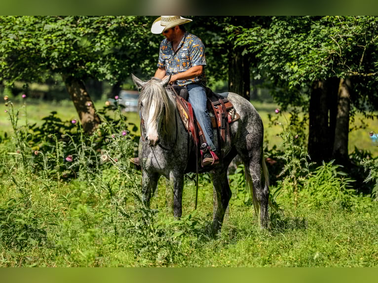 Trekpaard Mix Merrie 4 Jaar 163 cm Appelschimmel in Santa Fe, TN