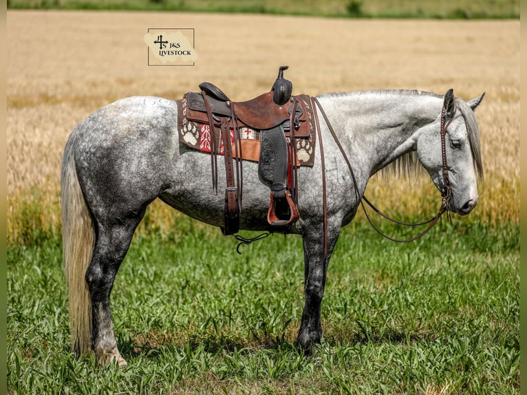 Trekpaard Mix Merrie 4 Jaar 163 cm Appelschimmel in Santa Fe, TN