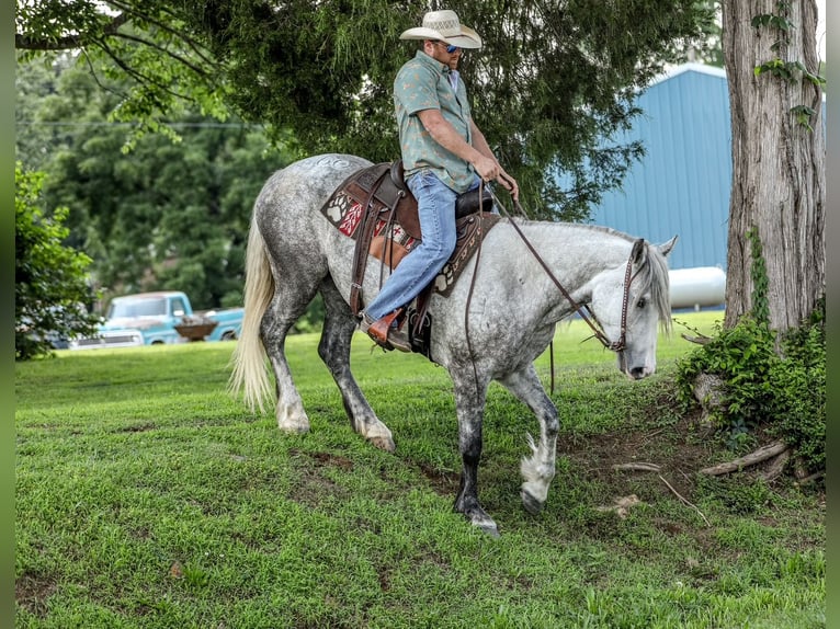 Trekpaard Mix Merrie 4 Jaar 163 cm Appelschimmel in Santa Fe, TN