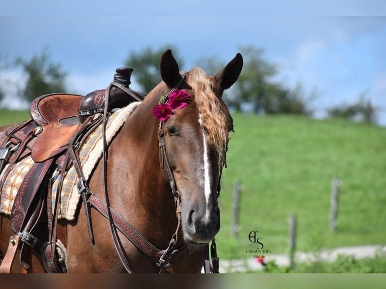 Trekpaard Mix Merrie 4 Jaar 163 cm Donkere-vos in Baltic