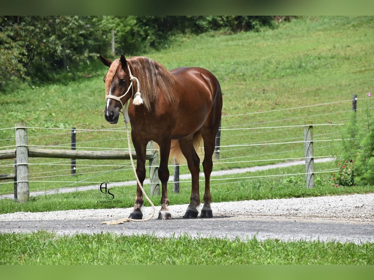 Trekpaard Mix Merrie 4 Jaar 163 cm Donkere-vos in Baltic