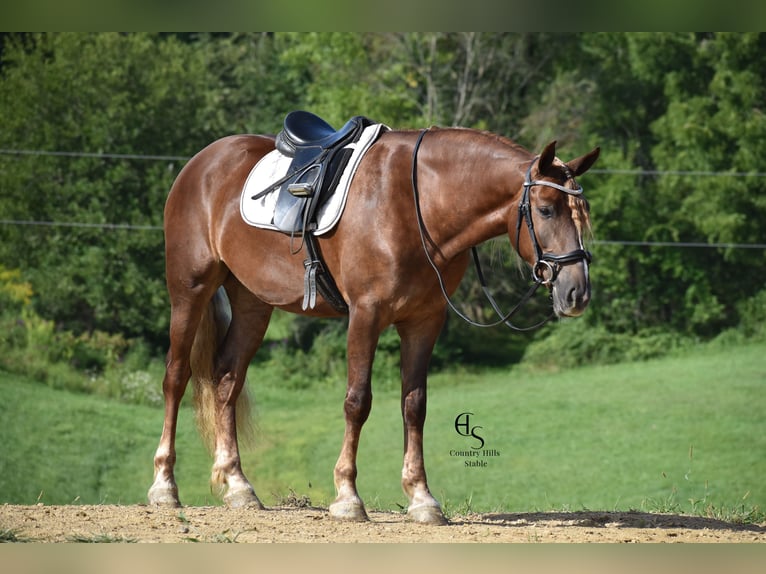 Trekpaard Mix Merrie 4 Jaar 163 cm Donkere-vos in Baltic