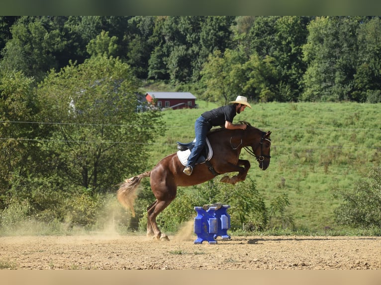 Trekpaard Mix Merrie 4 Jaar 163 cm Donkere-vos in Baltic
