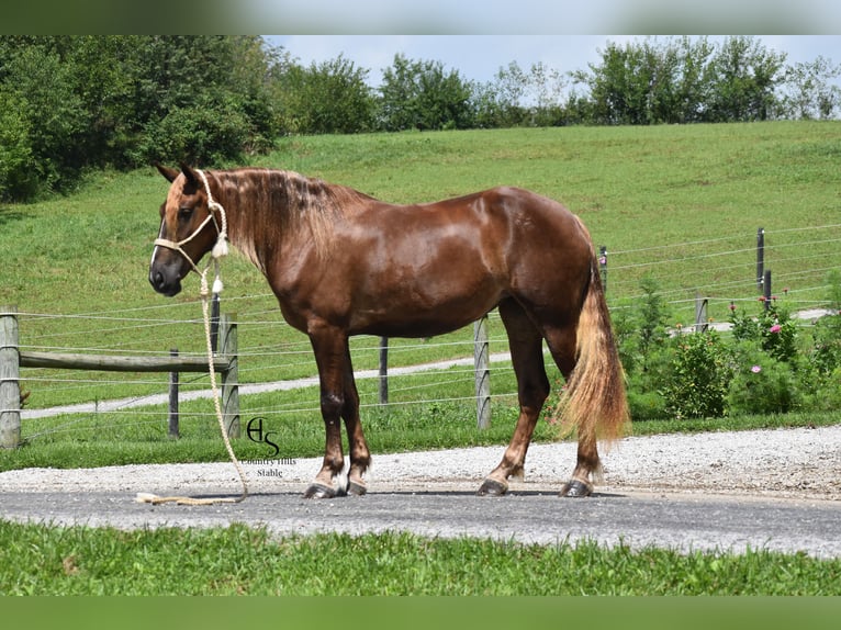 Trekpaard Mix Merrie 4 Jaar 163 cm Donkere-vos in Baltic
