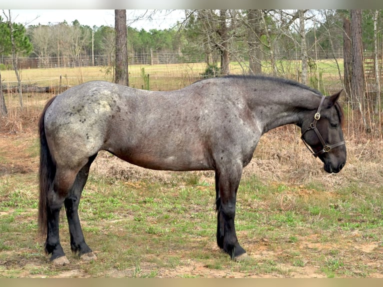Trekpaard Mix Merrie 4 Jaar Roan-Blue in Adrian