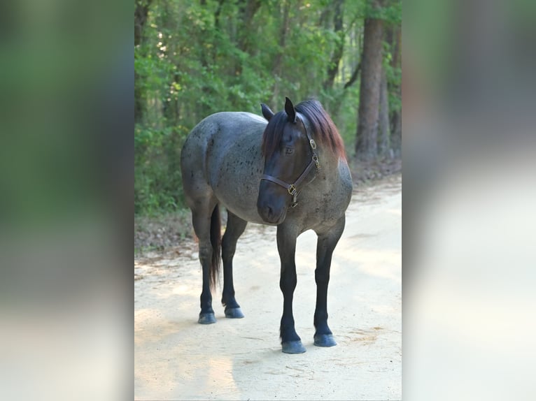 Trekpaard Mix Merrie 4 Jaar Roan-Blue in Adrian