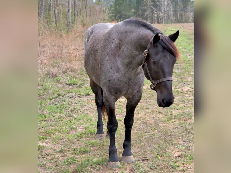 Trekpaard Mix Merrie 4 Jaar Roan-Blue in Adrian