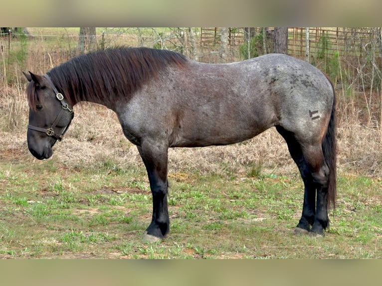 Trekpaard Mix Merrie 4 Jaar Roan-Blue in Adrian