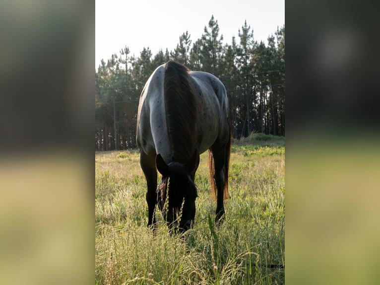 Trekpaard Mix Merrie 4 Jaar Roan-Blue in Adrian