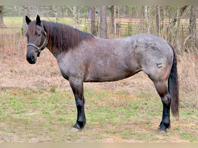 Trekpaard Mix Merrie 4 Jaar Roan-Blue in Adrian