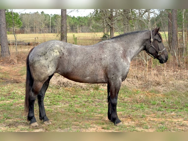 Trekpaard Mix Merrie 4 Jaar Roan-Blue in Adrian