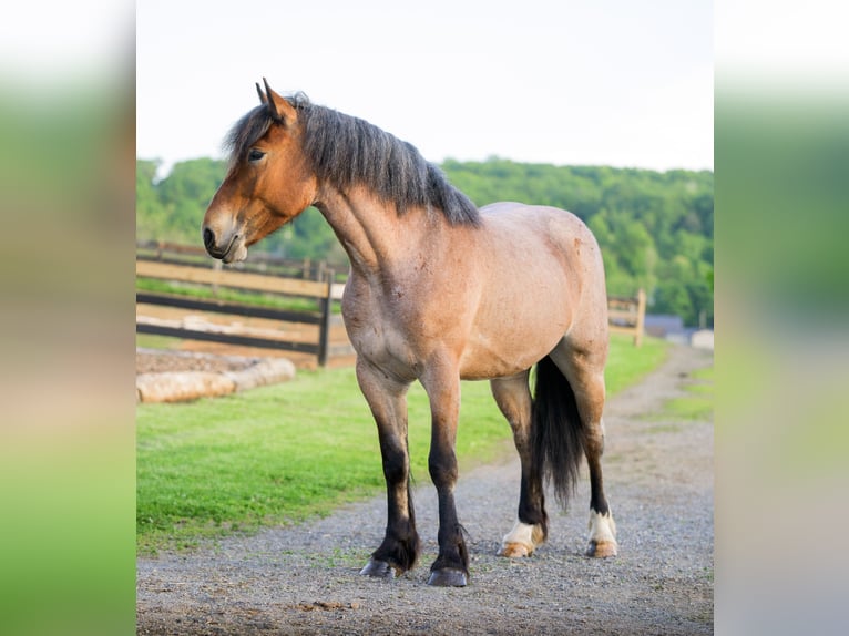 Trekpaard Mix Merrie 4 Jaar Roan-Red in Honey Brook