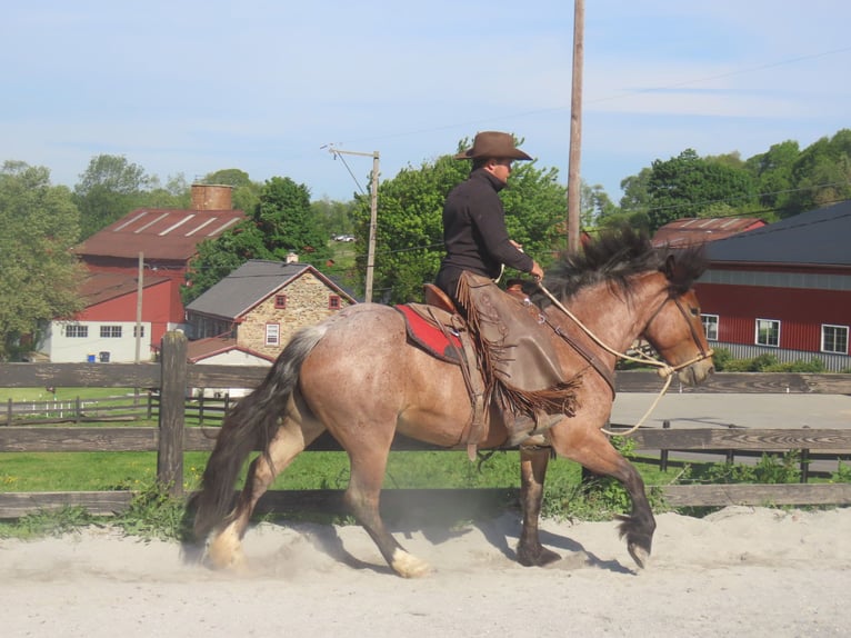Trekpaard Mix Merrie 4 Jaar Roan-Red in Honey Brook