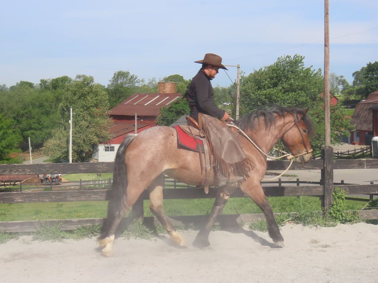 Trekpaard Mix Merrie 4 Jaar Roan-Red in Honey Brook