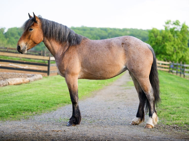 Trekpaard Mix Merrie 4 Jaar Roan-Red in Honey Brook