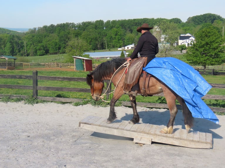 Trekpaard Mix Merrie 4 Jaar Roan-Red in Honey Brook