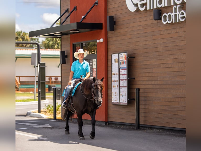 Trekpaard Mix Merrie 4 Jaar Zwart in Ocala