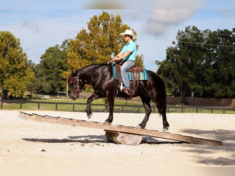 Trekpaard Mix Merrie 4 Jaar Zwart in Ocala