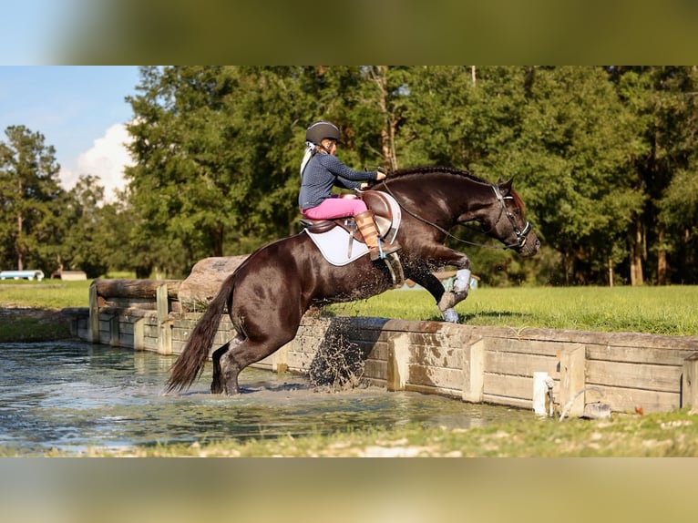 Trekpaard Mix Merrie 4 Jaar Zwart in Ocala