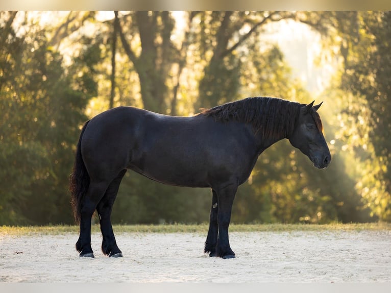 Trekpaard Mix Merrie 4 Jaar Zwart in Ocala