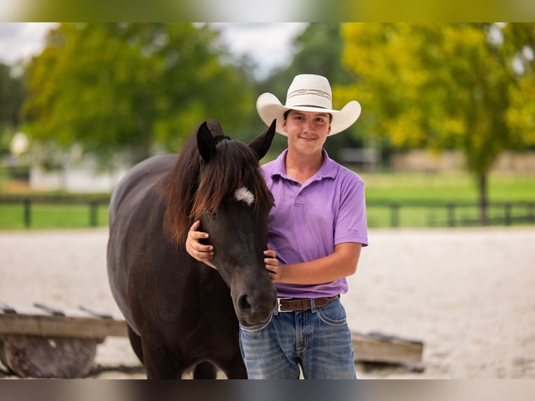 Trekpaard Mix Merrie 4 Jaar Zwart in Ocala