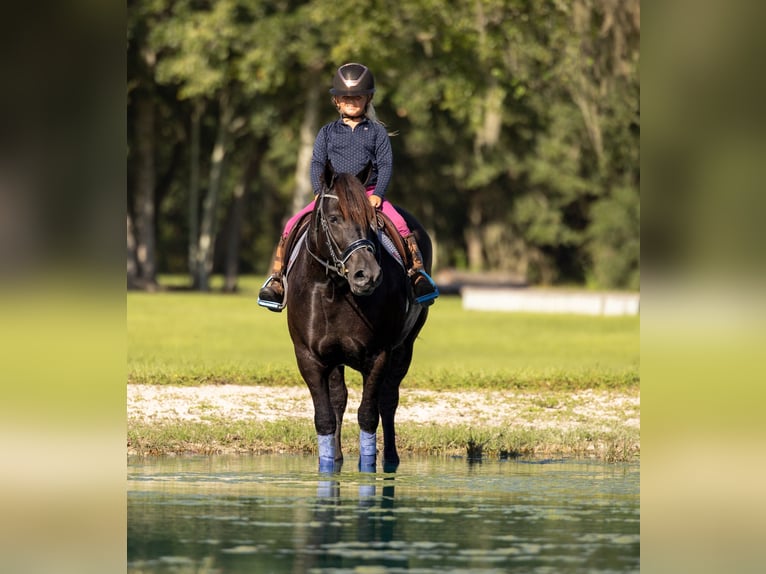 Trekpaard Mix Merrie 4 Jaar Zwart in Ocala