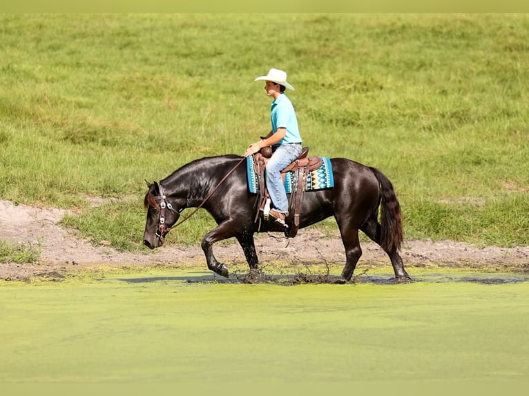 Trekpaard Mix Merrie 4 Jaar Zwart in Ocala