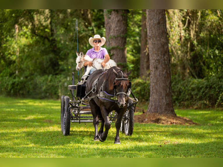 Trekpaard Mix Merrie 4 Jaar Zwart in Ocala