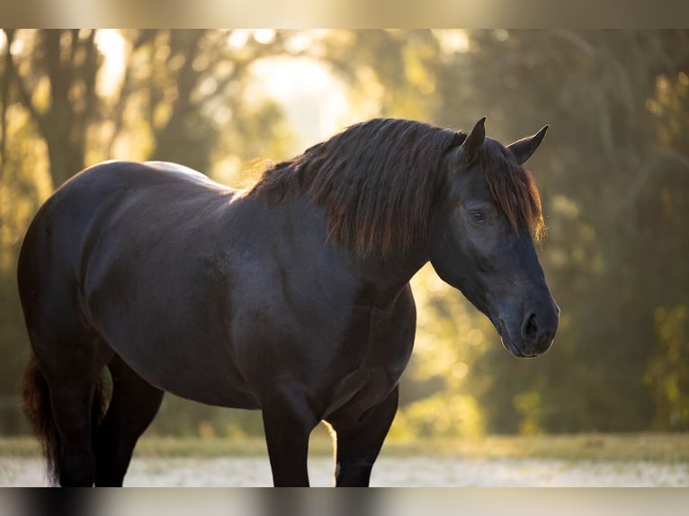 Trekpaard Mix Merrie 4 Jaar Zwart in Ocala