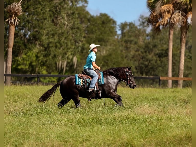 Trekpaard Mix Merrie 4 Jaar Zwart in Ocala
