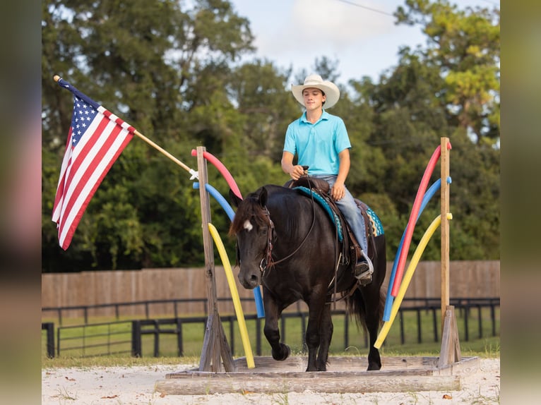 Trekpaard Mix Merrie 4 Jaar Zwart in Ocala