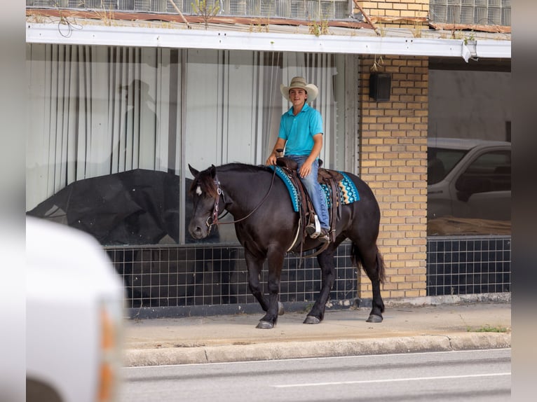 Trekpaard Mix Merrie 4 Jaar Zwart in Ocala