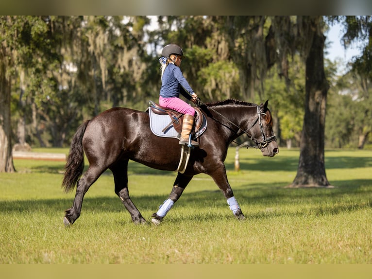 Trekpaard Mix Merrie 4 Jaar Zwart in Ocala