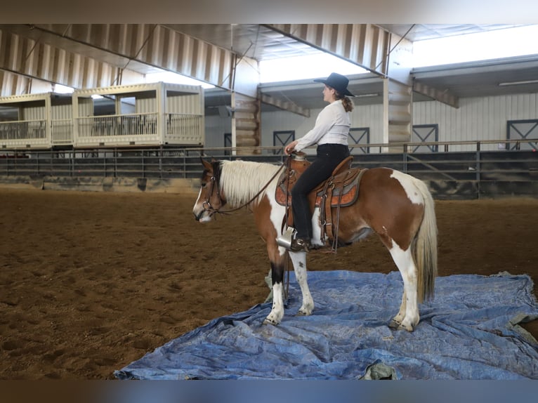 Trekpaard Mix Merrie 5 Jaar 145 cm Gevlekt-paard in Nunn