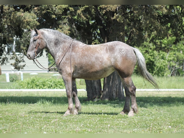 Trekpaard Mix Merrie 5 Jaar 152 cm  in Plano