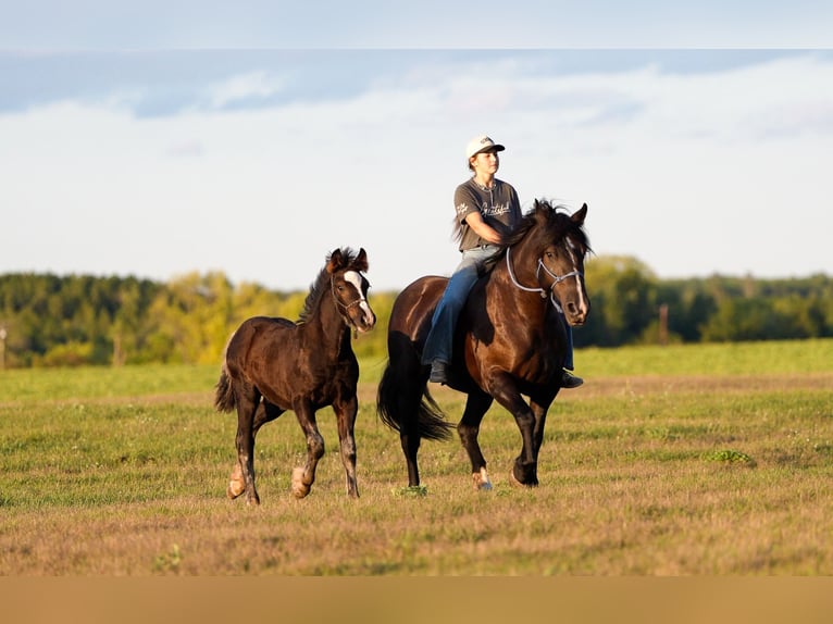 Trekpaard Mix Merrie 5 Jaar 152 cm Zwart in Nevis