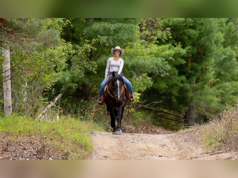 Trekpaard Mix Merrie 5 Jaar 152 cm Zwart in Nevis