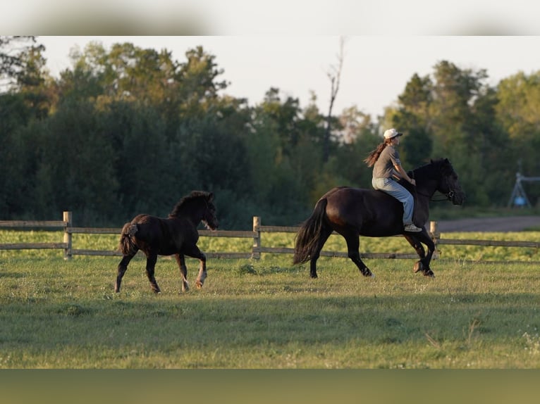 Trekpaard Mix Merrie 5 Jaar 152 cm Zwart in Nevis