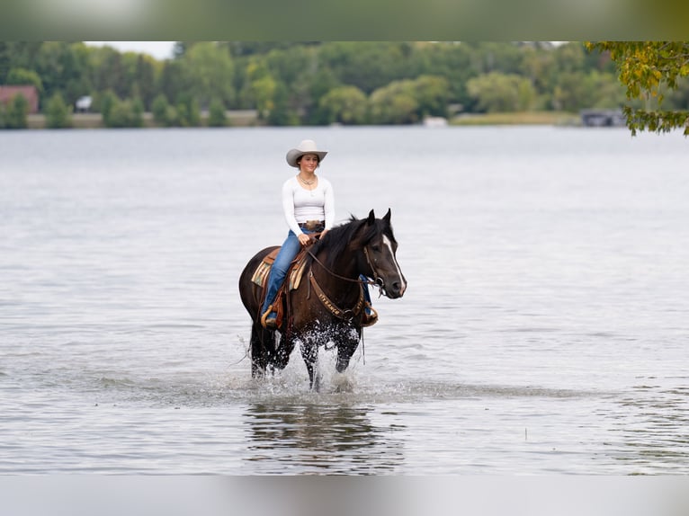 Trekpaard Mix Merrie 5 Jaar 152 cm Zwart in Nevis