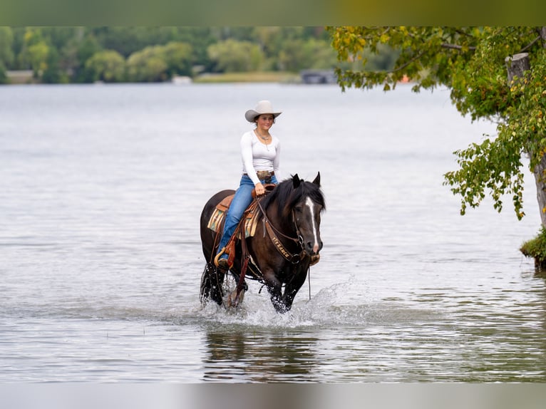 Trekpaard Mix Merrie 5 Jaar 152 cm Zwart in Nevis