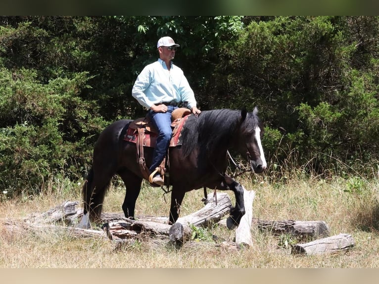 Trekpaard Merrie 5 Jaar 152 cm Zwart in Vernon, MO