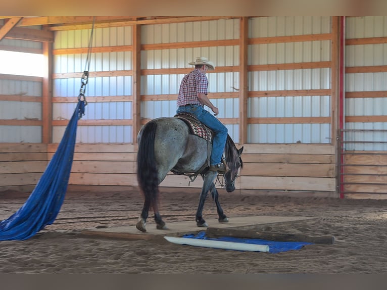 Trekpaard Mix Merrie 5 Jaar 155 cm Roan-Blue in Harwood, MO
