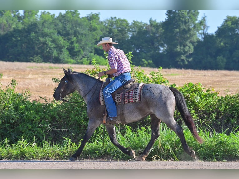 Trekpaard Mix Merrie 5 Jaar 155 cm Roan-Blue in Harwood, MO