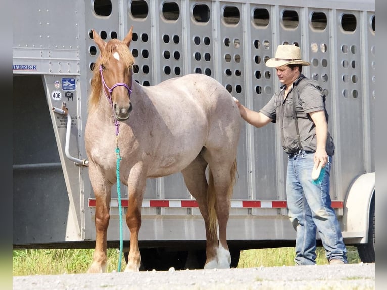 Trekpaard Merrie 5 Jaar 155 cm Roan-Red in Liberty, KY