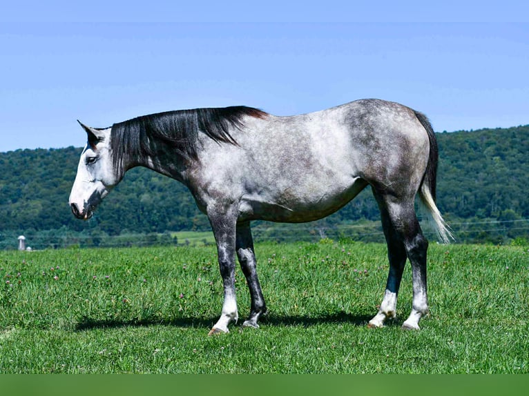 Trekpaard Mix Merrie 5 Jaar 160 cm Schimmel in Rebersburg