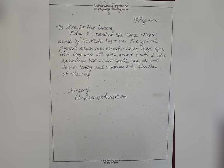 Trekpaard Merrie 5 Jaar 163 cm Donkere-vos in Jeffersonton Trekpaard Merrie 5 Jaar 163 cm Donkere-vos in Jeffersonton